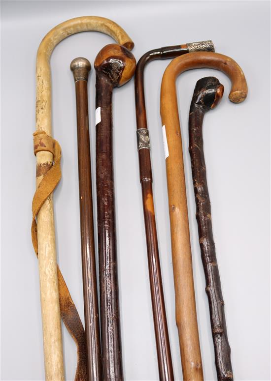 A group of walking sticks